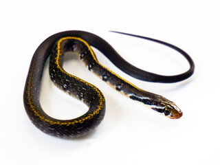 A sleek Coelognathus flavolineatus (Yellow-striped Ratsnake) displays its distinct yellow stripes and elongated body against a white backdrop