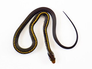 A sleek Coelognathus flavolineatus (Yellow-striped Ratsnake) displays its distinct yellow stripes and elongated body against a white backdrop