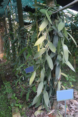 Obraz premium Vanilla orchid on farm for harvest