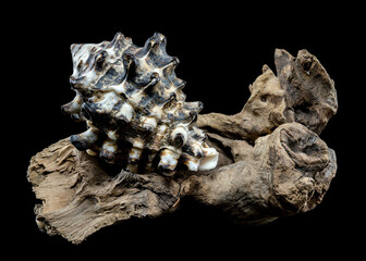 Spiked Vasum Seashell and Driftwood Composition