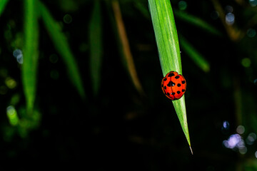A vibrant red Coelophora inaequalis (common name: Variable Ladybug) clings to a slender green leaf, its black spots contrasting sharply against its bright body
