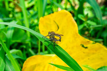 A two robber fly mating (family Asilidae), likely from the genus Asilus, perches on a green leaf,...