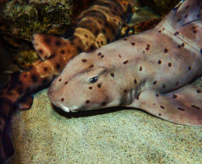 California Horn Shark