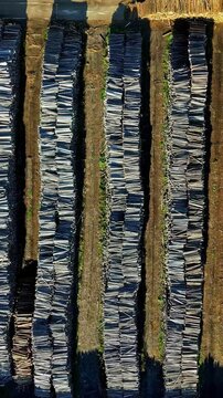 Top down view of rows of cut trees, reforestation industry, ready to be used for construction, Logging Industry, Harvesting wood for fuel and fire, vertical shot