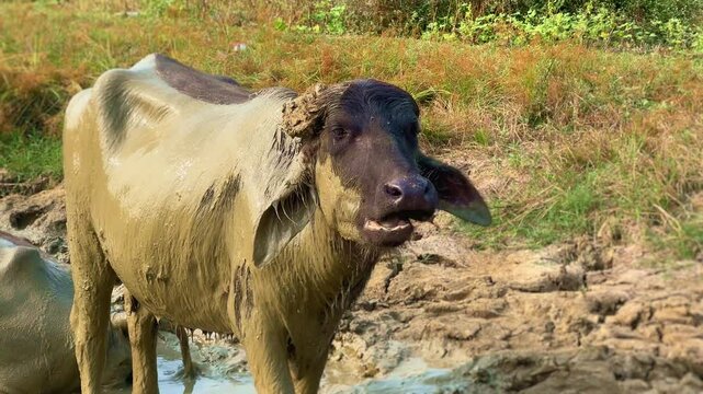 water buffalo enjoying mud bath near mud hole in the wild, because they do not possess adequate sweat glands to cool themselves they need water or mudhole,