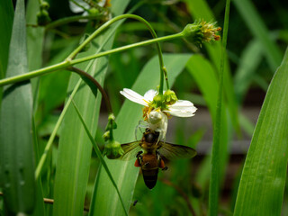 A white crab spider, likely Misumena vatia, preys on a bee, possibly Apis mellifera, amidst green foliage and white flowers.