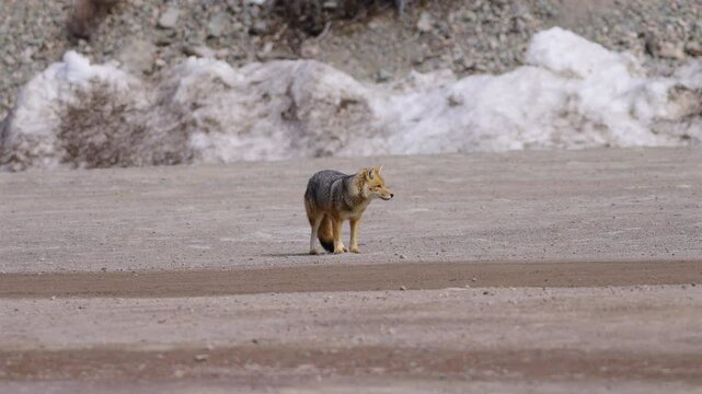 South American gray fox stands still and looks at camera, Patagonia, Argentina