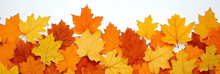Autumn Leaves Collection, Golden, Orange, and Brown Maple Leaves on White Background