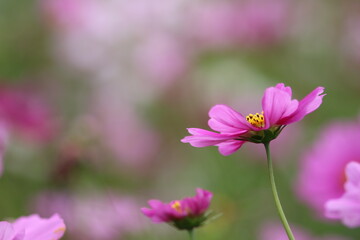 伸びやかに咲くコスモス