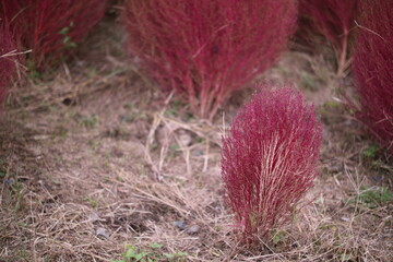 大小のコキアと秋