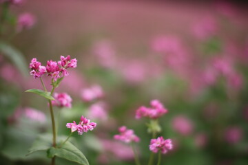 赤蕎麦の花