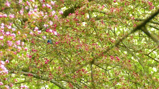 Bright blue Indigo Buntings perched in a blooming tree filled with pink flowers and lush green foliage during springtime