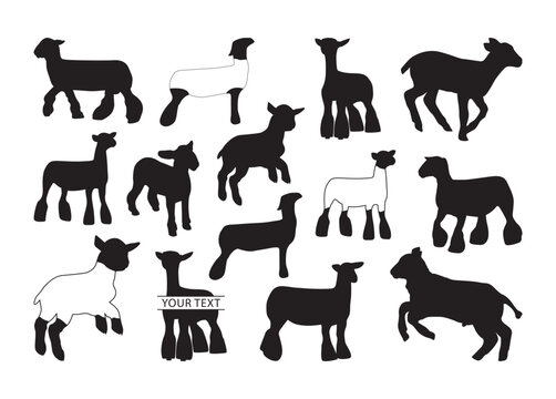 Show Lamb vector, Show Lamb clipart, Show Lamb silhouette.