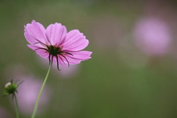 下からのコスモス