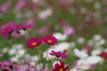 コスモス畑の赤いコスモス