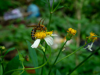 A wasp, likely of the Campsomeris genus (Scoliidae family), is seen foraging on a white and yellow flower