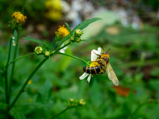 A wasp, likely of the Campsomeris genus (Scoliidae family), is seen foraging on a white and yellow flower