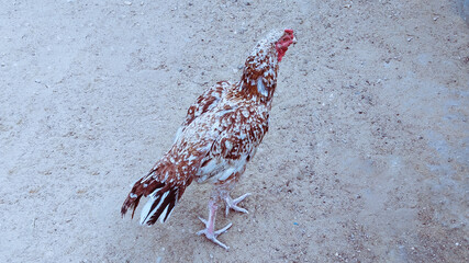 Gamecock aseel rooster asil male chicken pure breed fowl poultry bird animal of India Pakistan South Asia used for cockfighting and breeding, image, photo 