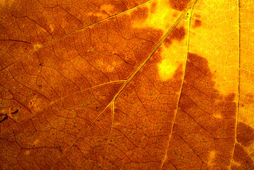 Old leaf transparance on back light and can see. Natural beauty.