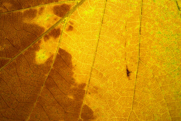 Old leaf transparance on back light and can see. Natural beauty.
