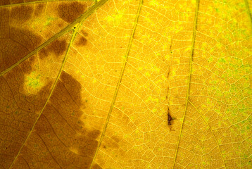 Old leaf transparance on back light and can see. Natural beauty.