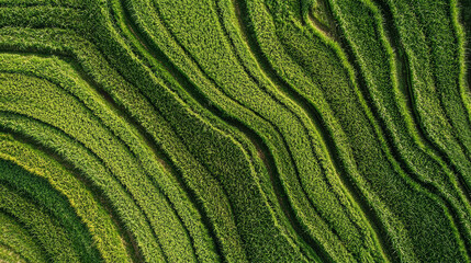 Lush green rice terraces create mesmerizing pattern, showcasing beauty of nature design. vibrant lines flow gracefully, inviting tranquility and harmony