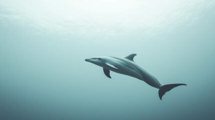 Dolphin Duo's Graceful Glide 