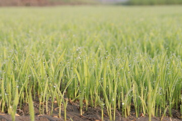 paddy plant seedling on experimental field