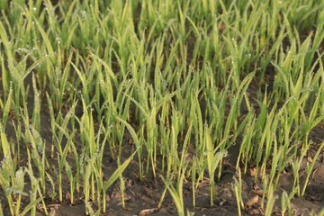paddy plant seedling on experimental field