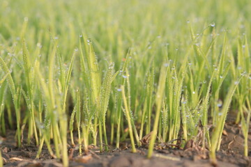 paddy plant seedling on experimental field