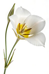 Fototapeta premium white lily isolated on white background