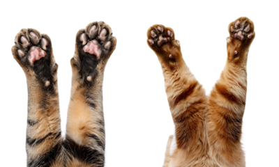 Close-up of playful cat paws raised in the air, showcasing soft fur and distinctive patterns.