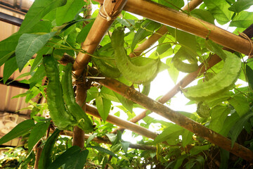 Winged Bean Plant Growing on Bamboo Trellis in a Garden