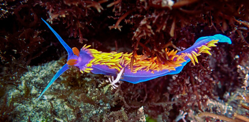 Spanish Shawl Nudibranch