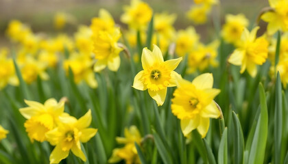 Fototapeta premium yellow daffodils in spring