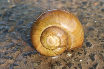 orange colored sea snail on beach