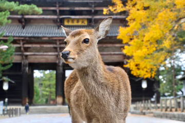 鹿・東大寺・南大門（奈良県・奈良市）