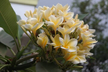 Obraz premium Close-up of a cluster of pale yellow and white Plumeria flowers.