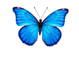 Obraz premium Blue butterfly isolated isolated on transparent background 