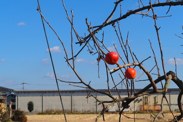 冬空に映える柿の実