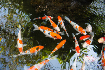 japanese koi fish swimming in pond