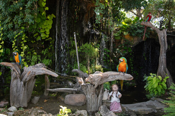 Harlequin macaw hybrid parrot on the stump
