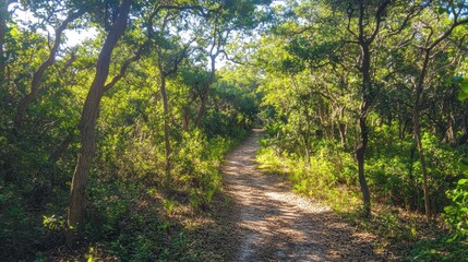 Fototapeta premium A path through a forest with trees on both sides