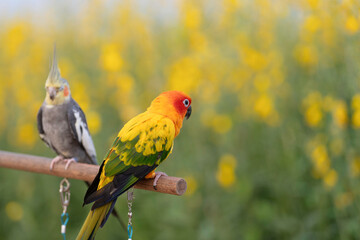 sun conure free flying parrot.Parrots raised a pet and trained to love the owner without having to confine.
