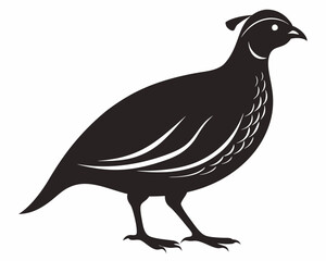 Silhouette of Quail Bird on White Background
