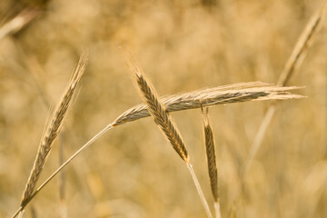 Golden wheat stalks in a sunlit field, highlighting their intricate textures and natural warmth in...