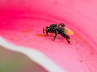 Bee on pink lily  pollen