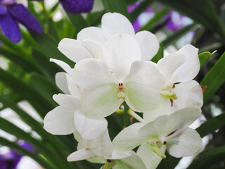 Fototapeta premium Orchid flower in orchid garden at winter or spring day. Vanda Orchid.