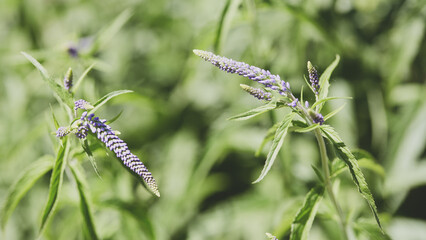 Purple veronica flowers blooming on slender stems with green leaves, captured in natural sunlight with a blurred background.