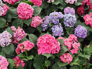 Fototapeta premium Blooming Hydrangeas flowers in the garden at Chiang Mai, Thailand. Hydrangea flower bush